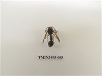 藏品(黃胸錐腹蜾蠃)的圖片